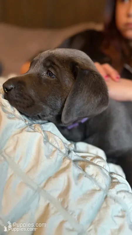 Purple collar charcoal girl – Labrador Retriever puppy for sale in Kettle Falls, WA