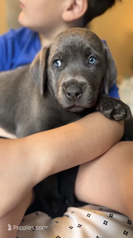 Pink collar charcoal girl  – Labrador Retriever puppy for sale in Kettle Falls, WA