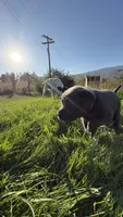 Purple charcoal girl, a female Labrador Retriever for sale in Kettle Falls, WA – 5 of 9