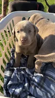 Silver blue boy, a male Labrador Retriever for sale in Kettle Falls, WA – 5 of 6