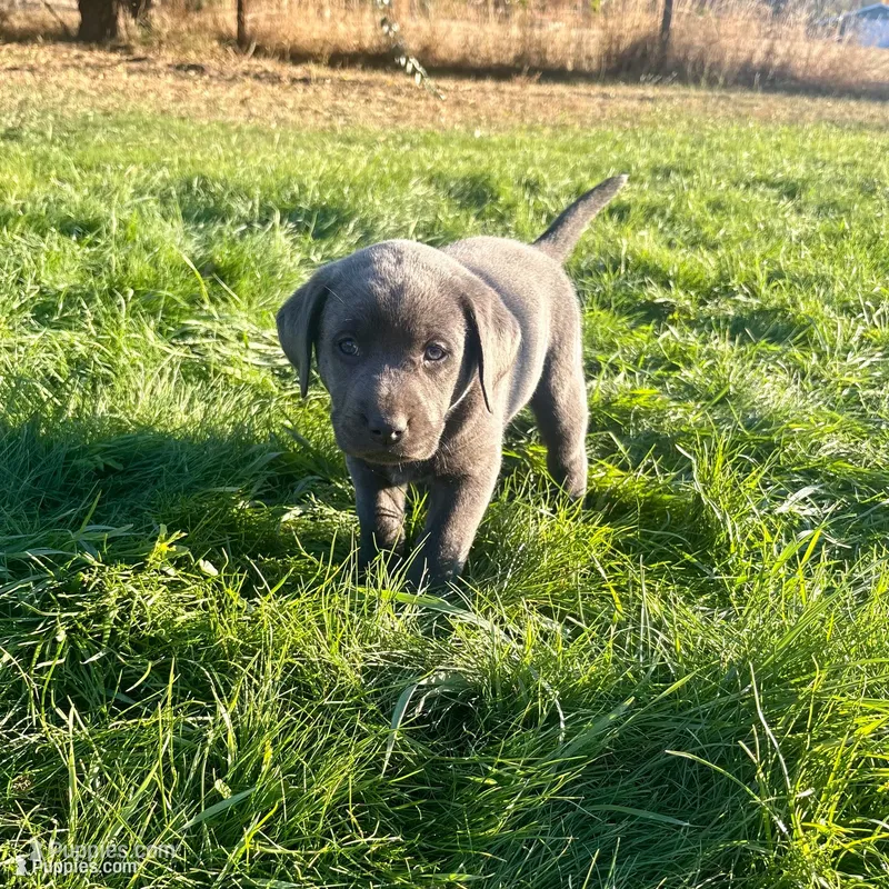 Green collar charcoal girl – Labrador Retriever puppy for sale in Kettle Falls, WA