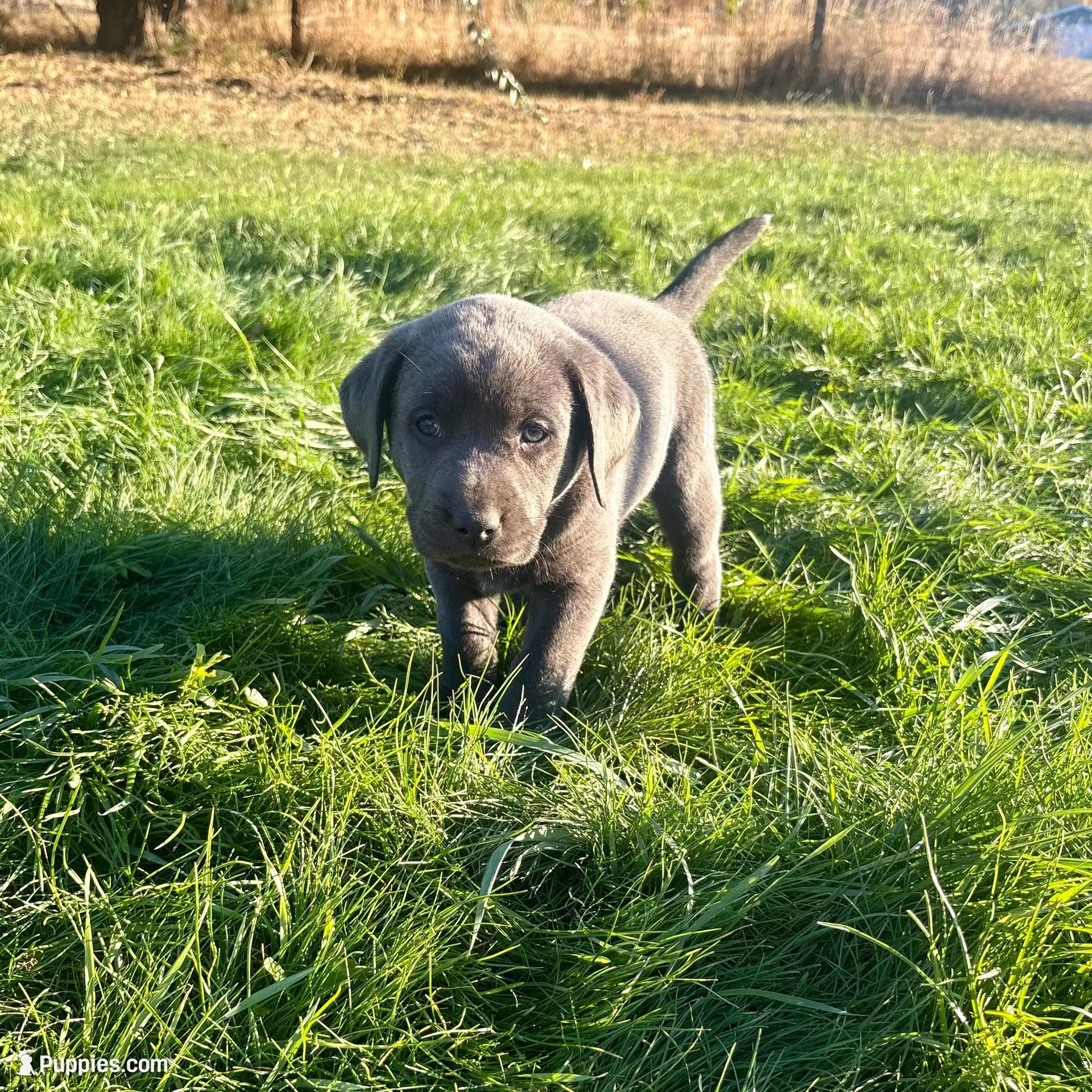 Green collar charcoal girl, a female Labrador Retriever for sale in Kettle Falls, WA – 1 of 10