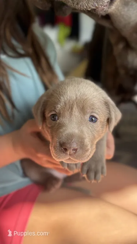 Silver Pink Girl – Labrador Retriever puppy for sale in Kettle Falls, WA