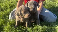 Green collar charcoal girl, a female Labrador Retriever for sale in Kettle Falls, WA – 3 of 10