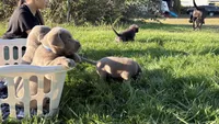 Charcoal red boy, a male Labrador Retriever for sale in Kettle Falls, WA – 6 of 6