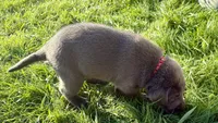 Charcoal red boy, a male Labrador Retriever for sale in Kettle Falls, WA – 5 of 6