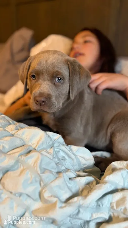 Orange collar silver girl – Labrador Retriever puppy for sale in Kettle Falls, WA