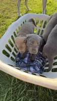 Purple charcoal girl, a female Labrador Retriever for sale in Kettle Falls, WA – 4 of 9