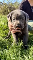 Red Collar charcoal boy, a male Labrador Retriever for sale in Kettle Falls, WA – 8 of 8