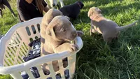 Beige collar Silver boy, a male Labrador Retriever for sale in Kettle Falls, WA – 8 of 9