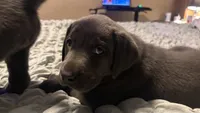 Purple collar charcoal girl, a female Labrador Retriever for sale in Kettle Falls, WA – 1 of 7
