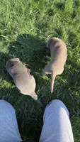 Beige collar Silver boy, a male Labrador Retriever for sale in Kettle Falls, WA – 5 of 9