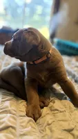 Orange collar silver girl, a female Labrador Retriever for sale in Kettle Falls, WA – 2 of 7