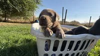 Orange collar silver girl, a female Labrador Retriever for sale in Kettle Falls, WA – 5 of 7