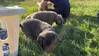 Pink collar charcoal girl , a female Labrador Retriever for sale in Kettle Falls, WA – 5 of 9