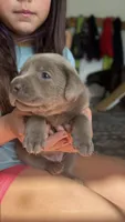 Silver Pink Girl, a female Labrador Retriever for sale in Kettle Falls, WA – 2 of 9