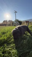 Silver collar charcoal girl, a female Labrador Retriever for sale in Kettle Falls, WA – 3 of 8