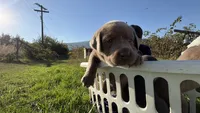 Purple charcoal girl, a female Labrador Retriever for sale in Kettle Falls, WA – 8 of 9