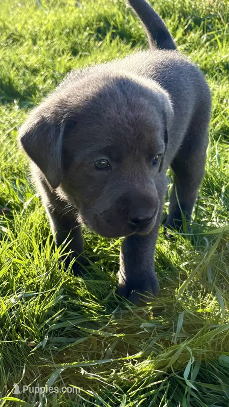 Charcoal red boy – Labrador Retriever puppy for sale in Kettle Falls, WA