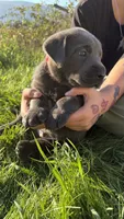 Charcoal red boy, a male Labrador Retriever for sale in Kettle Falls, WA – 4 of 6
