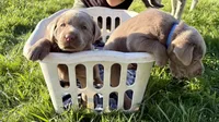 Beige collar Silver boy, a male Labrador Retriever for sale in Kettle Falls, WA – 7 of 9