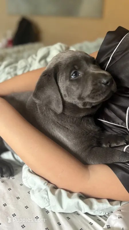 Green collar charcoal girl – Labrador Retriever puppy for sale in Kettle Falls, WA