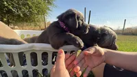 Purple charcoal girl, a female Labrador Retriever for sale in Kettle Falls, WA – 3 of 9