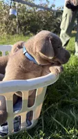Silver blue boy, a male Labrador Retriever for sale in Kettle Falls, WA – 3 of 6