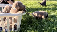 Silver blue boy, a male Labrador Retriever for sale in Kettle Falls, WA – 2 of 6