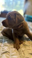 Orange collar silver girl, a female Labrador Retriever for sale in Kettle Falls, WA – 4 of 7