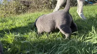 Purple charcoal girl, a female Labrador Retriever for sale in Kettle Falls, WA – 9 of 9