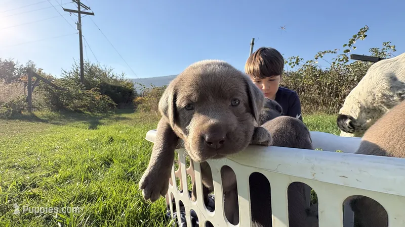 Pink collar charcoal girl  – Labrador Retriever puppy for sale in Kettle Falls, WA