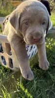 Beige collar Silver boy, a male Labrador Retriever for sale in Kettle Falls, WA – 1 of 9