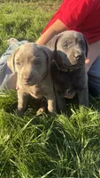 Pink Collar Silver Girl, a female Labrador Retriever for sale in Kettle Falls, WA – 4 of 9