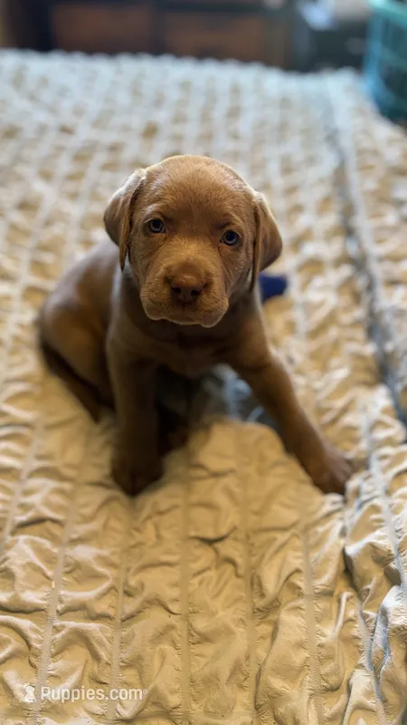 Orange collar silver girl – Labrador Retriever puppy for sale in Kettle Falls, WA