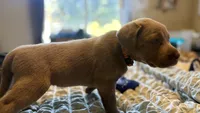 Orange collar silver girl, a female Labrador Retriever for sale in Kettle Falls, WA – 3 of 7