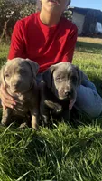 Pink Collar Silver Girl, a female Labrador Retriever for sale in Kettle Falls, WA – 2 of 9