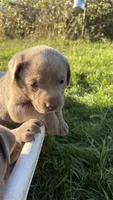 Silver Pink Girl, a female Labrador Retriever for sale in Kettle Falls, WA – 9 of 9