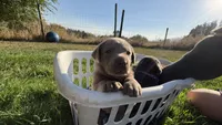 Orange collar silver girl, a female Labrador Retriever for sale in Kettle Falls, WA – 6 of 7