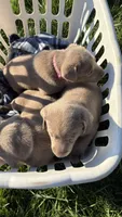 Silver Pink Girl, a female Labrador Retriever for sale in Kettle Falls, WA – 5 of 9