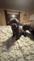 Pink collar charcoal girl , a female Labrador Retriever for sale in Kettle Falls, WA – 4 of 9