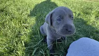 Silver collar charcoal girl, a female Labrador Retriever for sale in Kettle Falls, WA – 1 of 8