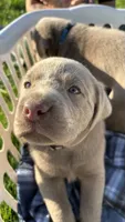 Beige collar Silver boy, a male Labrador Retriever for sale in Kettle Falls, WA – 3 of 9