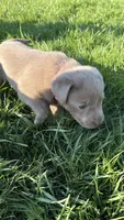 Silver Pink Girl, a female Labrador Retriever for sale in Kettle Falls, WA – 8 of 9