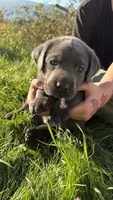 Charcoal red boy, a male Labrador Retriever for sale in Kettle Falls, WA – 2 of 6