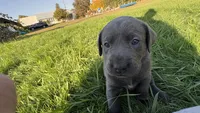 Silver collar charcoal girl, a female Labrador Retriever for sale in Kettle Falls, WA – 2 of 8