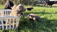 Silver blue boy, a male Labrador Retriever for sale in Kettle Falls, WA – 6 of 6