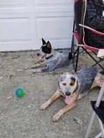 no name, a female Australian Cattle Dog for sale in Peoria, IL – Photo 2 of 2
