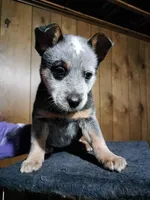 no name, a female Australian Cattle Dog for sale in Peoria, IL – Photo 1 of 2