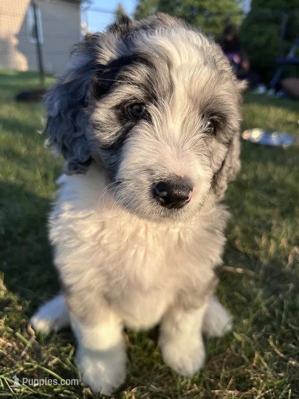 Turquoise – Bernedoodle puppy for sale in Grand Rapids, MI